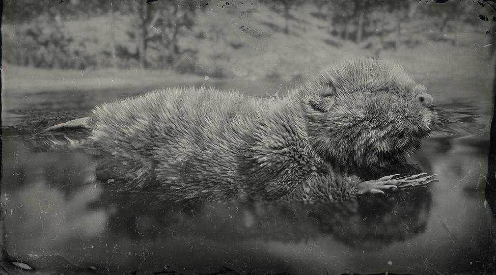 Legendary Beaver - RDR2 Animals | Map Location & Where To Find Legendary Beaver - RDR2 Animals | Map Location & Where To Find