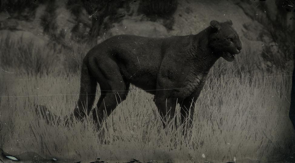 Legendary Cougar RDR2 Animals Map Location u0026 Where To Find.