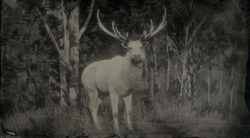 Legendary Elk - RDR2 Animal Legendary Elk - RDR2 Animal
