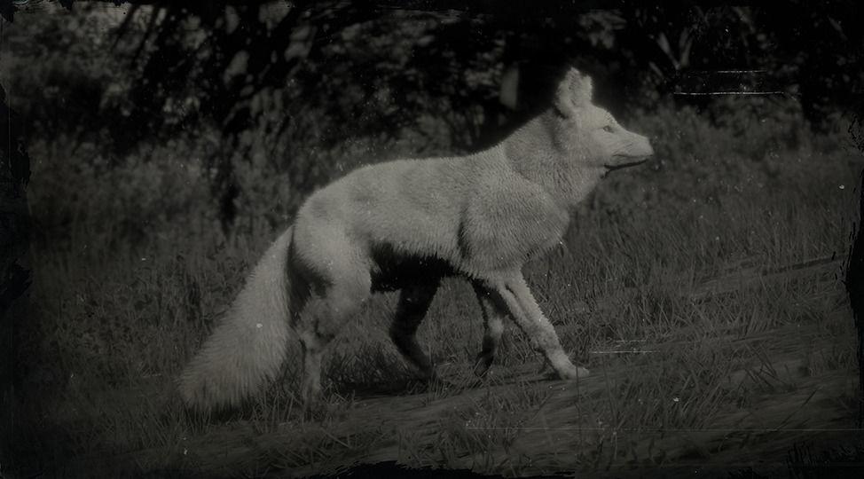Legendary Fox - RDR2 Animal Legendary Fox - RDR2 Animal
