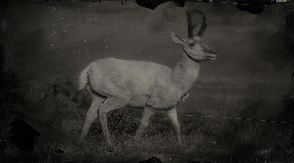 Legendary Pronghorn - RDR2 Animal