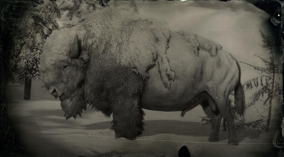 krybdyr kontakt Atticus Legendary White Bison | RDR2 Animals | Map Location & Where To Find