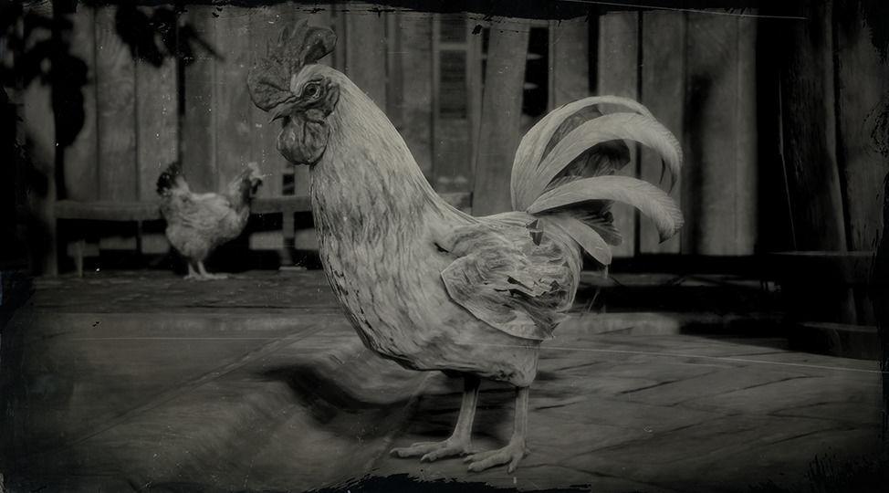 Leghorn Rooster - RDR2 Animal