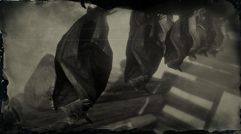 Little Brown Bat - RDR2 Animal Little Brown Bat - RDR2 Animal