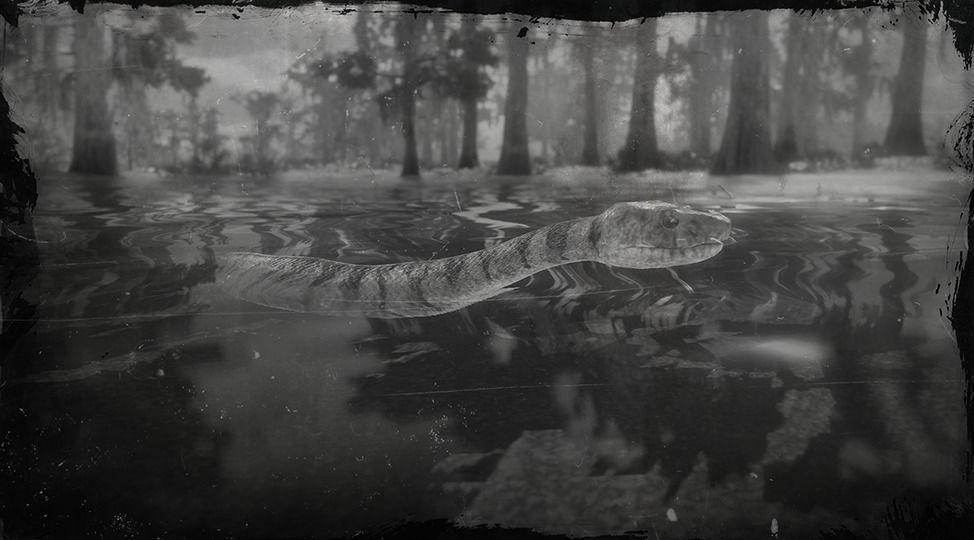 Midland Water Snake - RDR2 Animal Midland Water Snake - RDR2 Animal