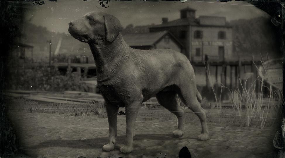 Mutt - RDR2 Animal Mutt - RDR2 Animal