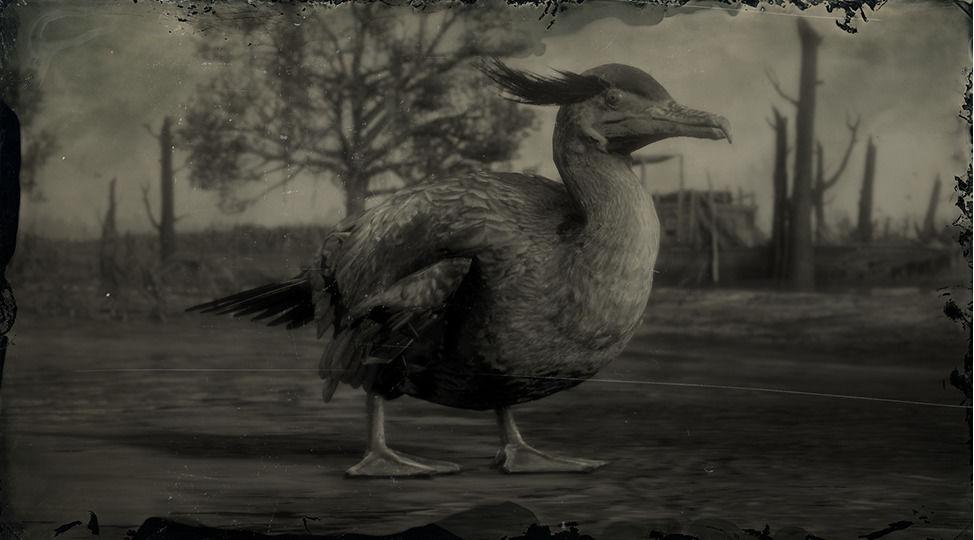 Neotropic Cormorant - RDR2 Animal Neotropic Cormorant - RDR2 Animal