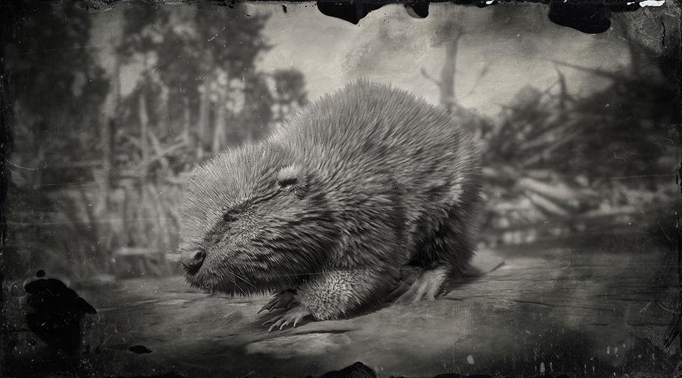 North American Beaver - RDR2 Animal