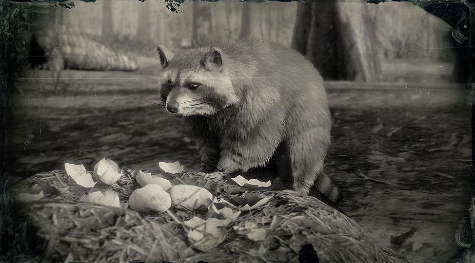 North American Raccoon - RDR2 Animals | Map Location & Where To Find North American Raccoon - RDR2 Animals | Map Location & Where To Find
