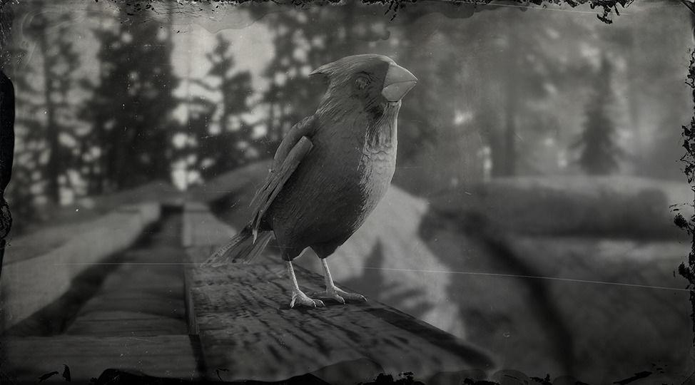 Northern Cardinal - RDR2 Animal