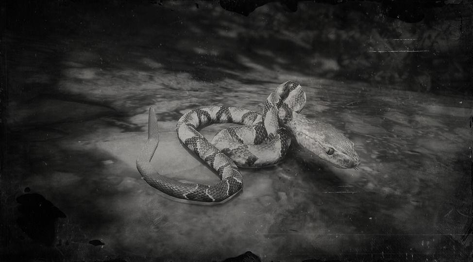 Northern Copperhead Snake - RDR2 Animals | Map Location & Where To Find Northern Copperhead Snake - RDR2 Animals | Map Location & Where To Find