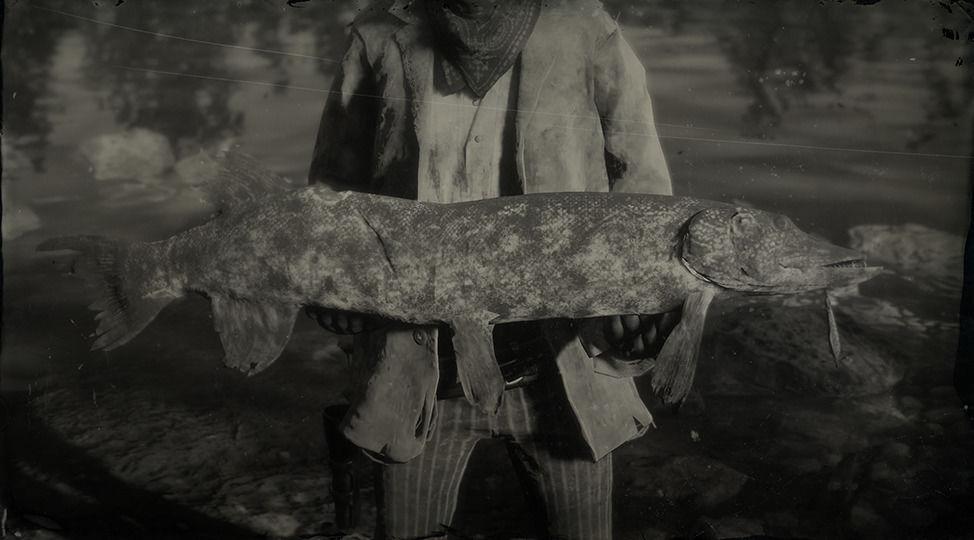 Legendary Northern Pike - RDR2 Animal Legendary Northern Pike - RDR2 Animal