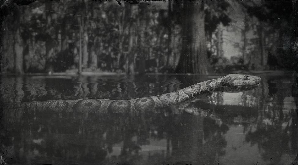 Northern Water Snake - RDR2 Animal