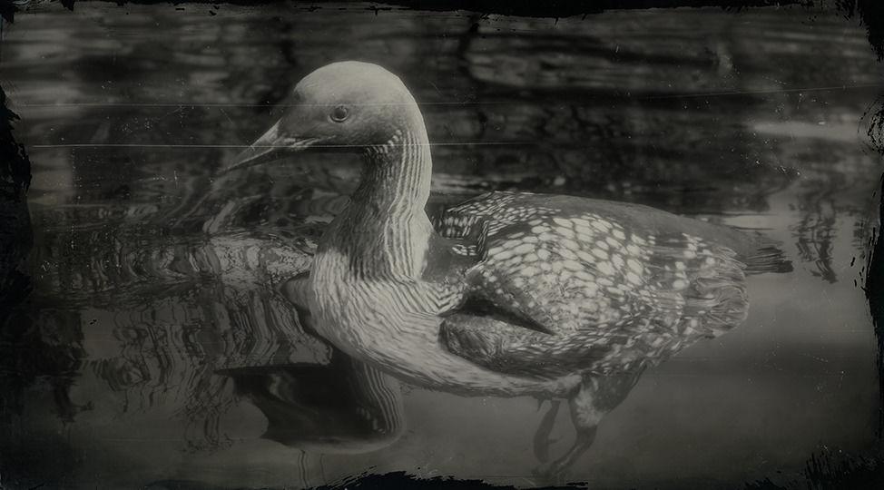 Pacific Loon - RDR2 Animal Pacific Loon - RDR2 Animal
