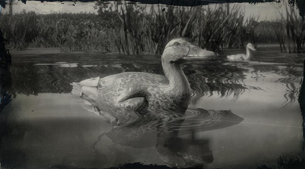 Pekin Duck - RDR2 Animal Pekin Duck - RDR2 Animal