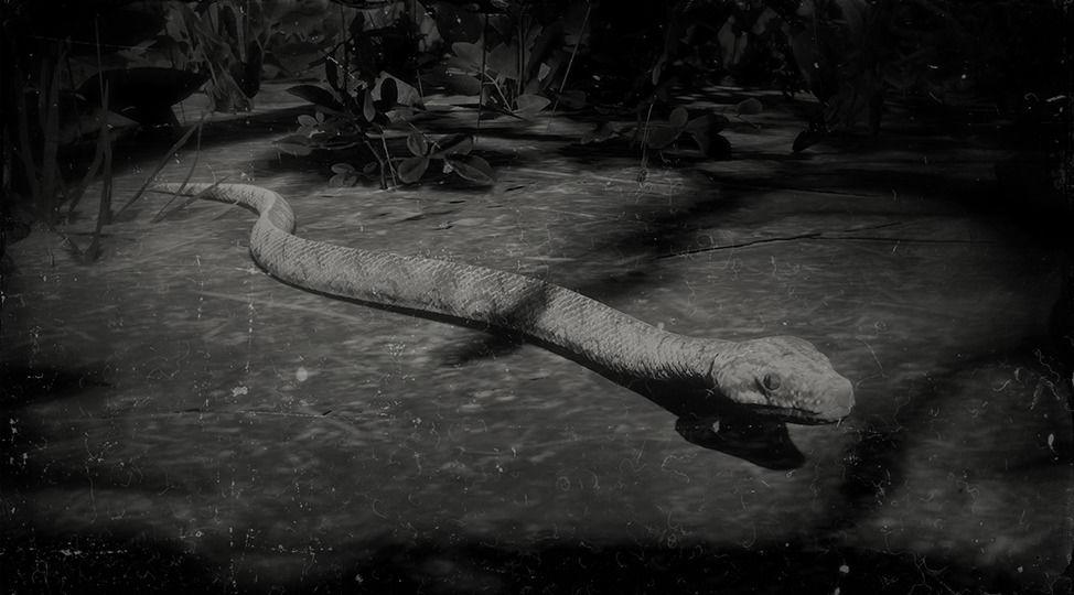 Rainbow Boa Snake - RDR2 Animals | Map Location & Where To Find Rainbow Boa Snake - RDR2 Animals | Map Location & Where To Find