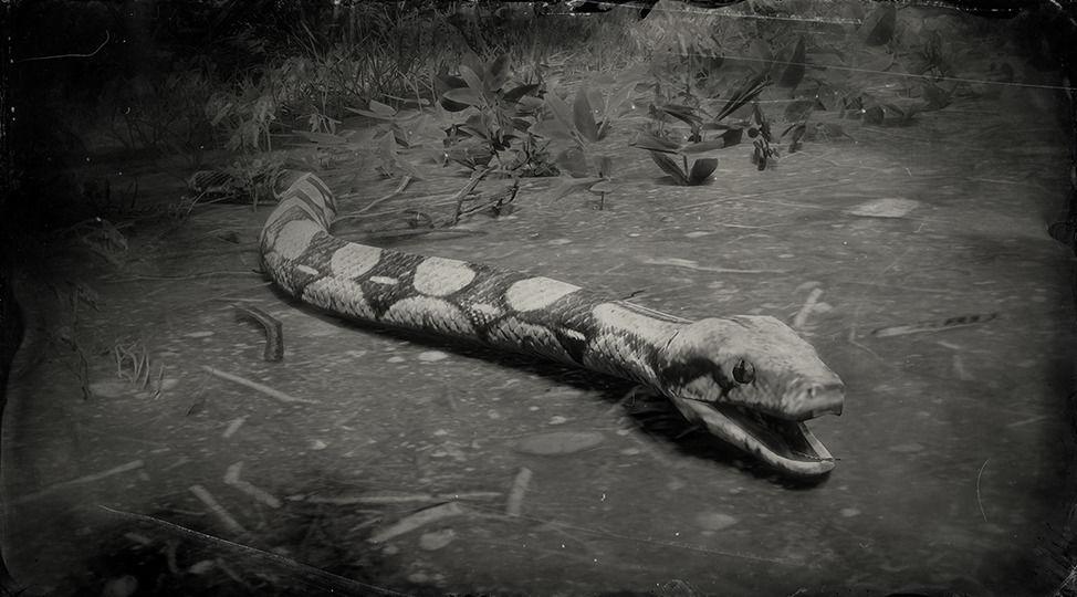 Red Boa Snake - RDR2 Animals | Map Location & Where To Find Red Boa Snake - RDR2 Animals | Map Location & Where To Find