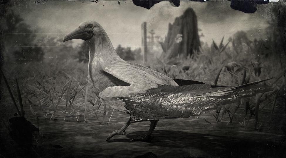 Red-footed Booby - RDR2 Animal Red-footed Booby - RDR2 Animal