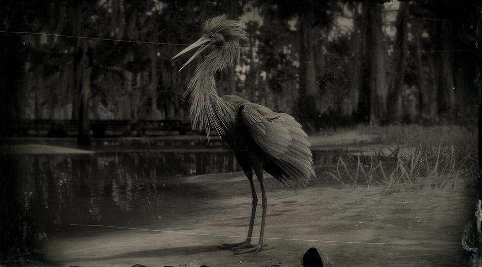 Reddish Egret - RDR2 Animal