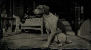 American Fox Hound
