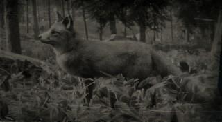 American Gray Fox