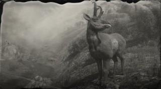 American Pronghorn Buck