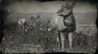 American pronghorn doe