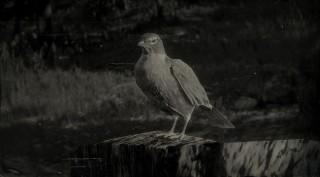 American Robin