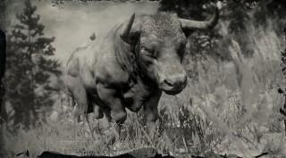 Angus Ox