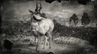 Baja California Pronghorn Buck