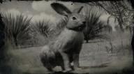 Black tailed jackrabbit