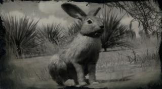 Black-tailed Jackrabbit