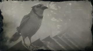 Blue Jay