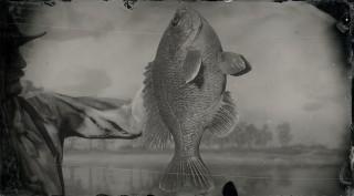 Legendary Bluegill