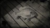 Bluegill