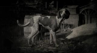Bluetick Coonhound