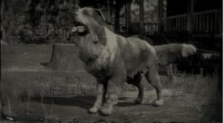 Border Collie