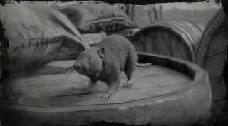 Brown Rat