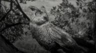 Californian horned owl