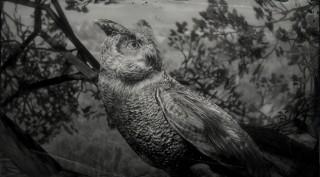 Californian Horned Owl