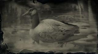 Canada Goose