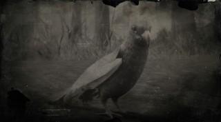Carolina Parakeet