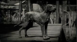 Catahoula Cur