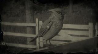 Cedar Waxwing