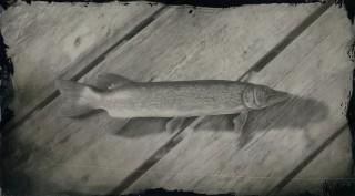 Chain Pickerel