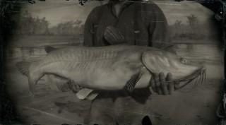 Legendary Channel Catfish