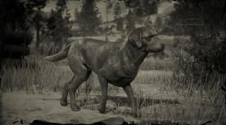 Chesapeake Bay Retriever
