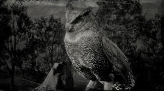 Coastal Horned Owl