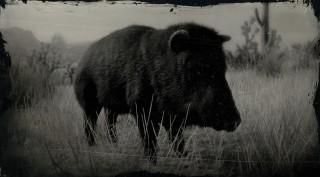 Collared Peccary