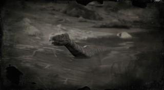 Cottonmouth Snake